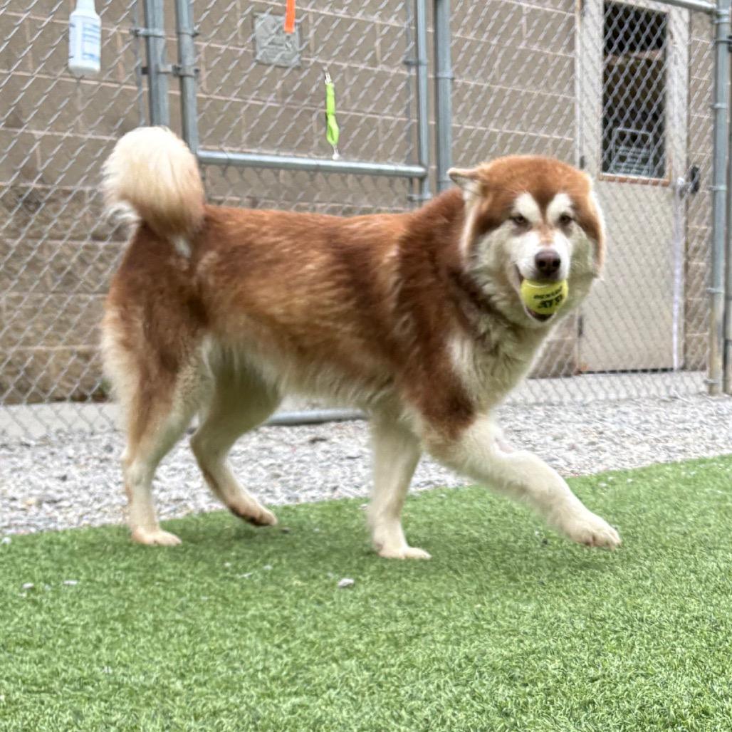 Enlarge Shenzi/ Shirley, a Adoptable Mixed Breed in Batavia, OH image 1/6