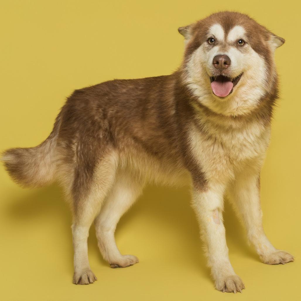 Enlarge Shenzi/ Shirley, a Adoptable Mixed Breed in Batavia, OH image 2/6
