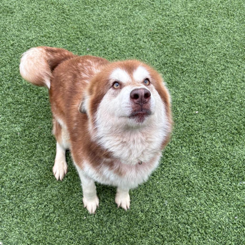 Enlarge Shenzi/ Shirley, a Adoptable Mixed Breed in Batavia, OH image 3/6