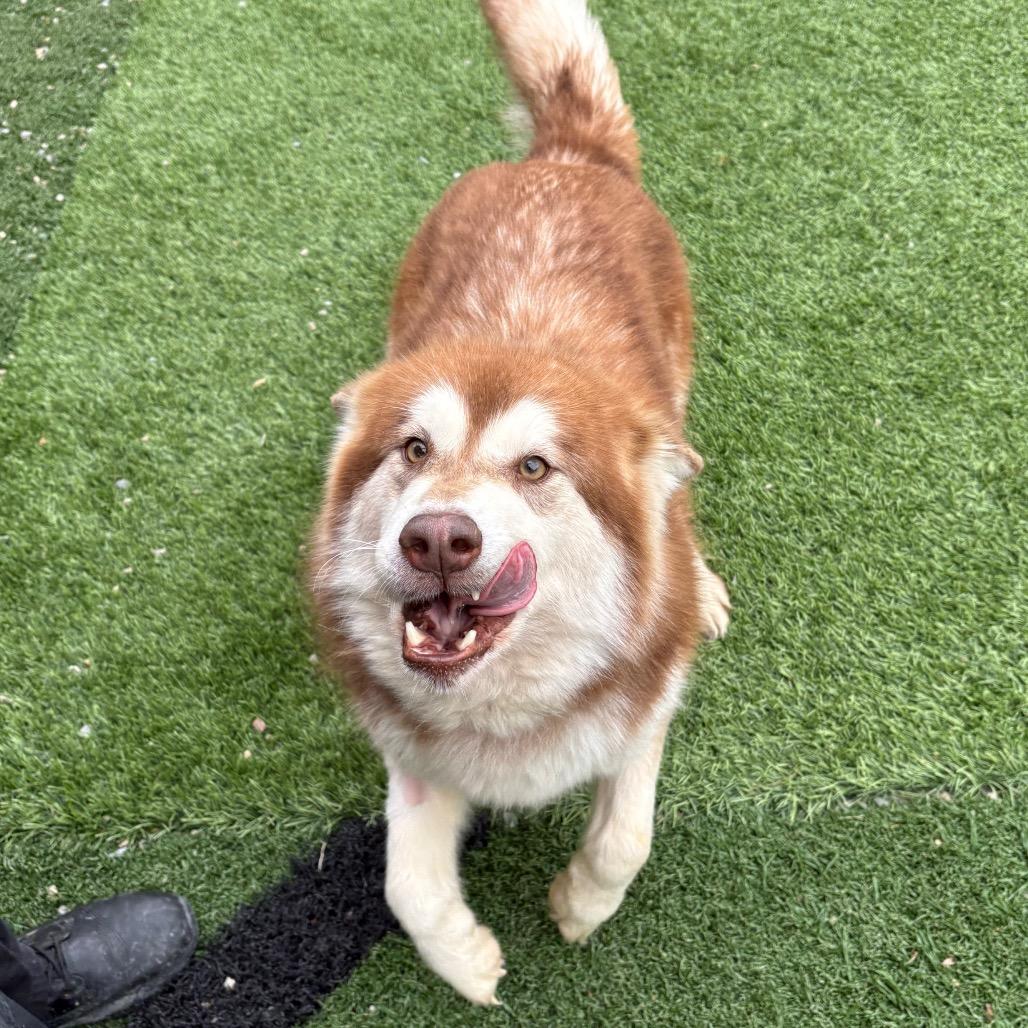Enlarge Shenzi/ Shirley, a Adoptable Mixed Breed in Batavia, OH image 4/6