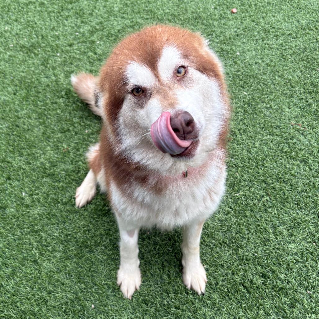 Enlarge Shenzi/ Shirley, a Adoptable Mixed Breed in Batavia, OH image 5/6