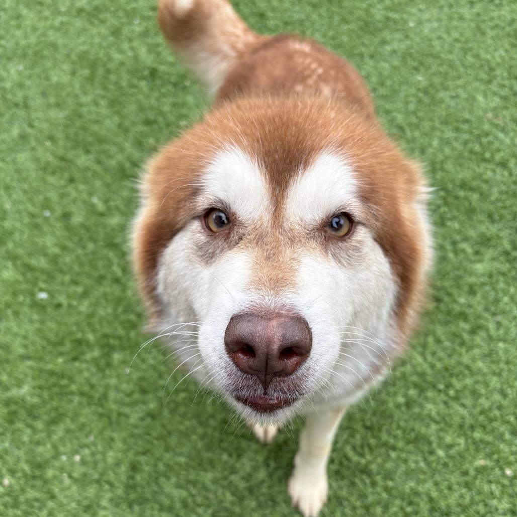 Enlarge Shenzi/ Shirley, a Adoptable Mixed Breed in Batavia, OH image 6/6