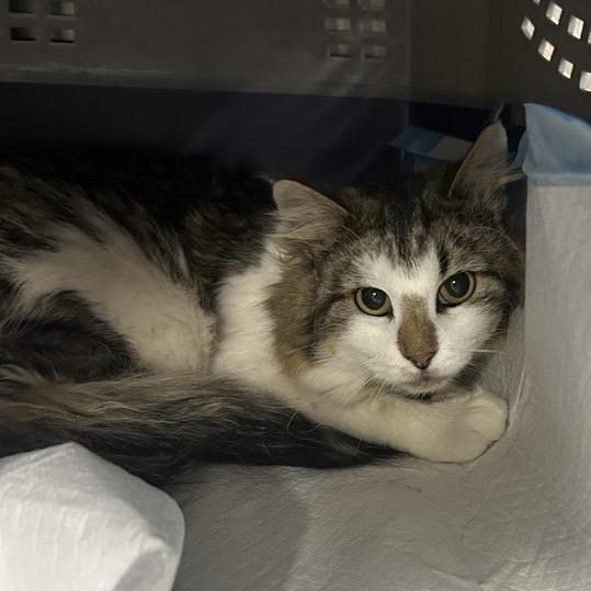 Tennessee, Adoptable, Adult Male Domestic Long Hair.