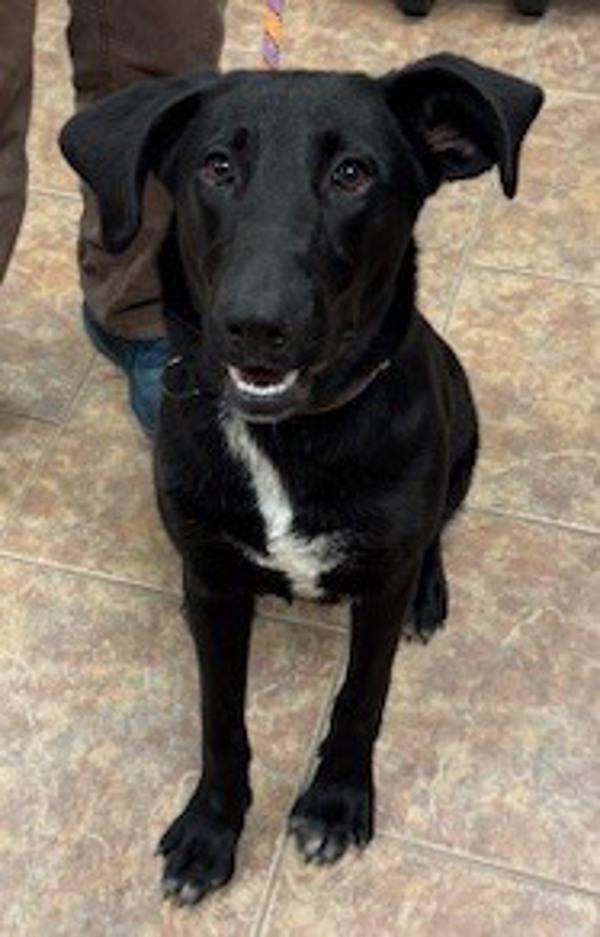 Pilot, Adoptable, Young Male Labrador Retriever.