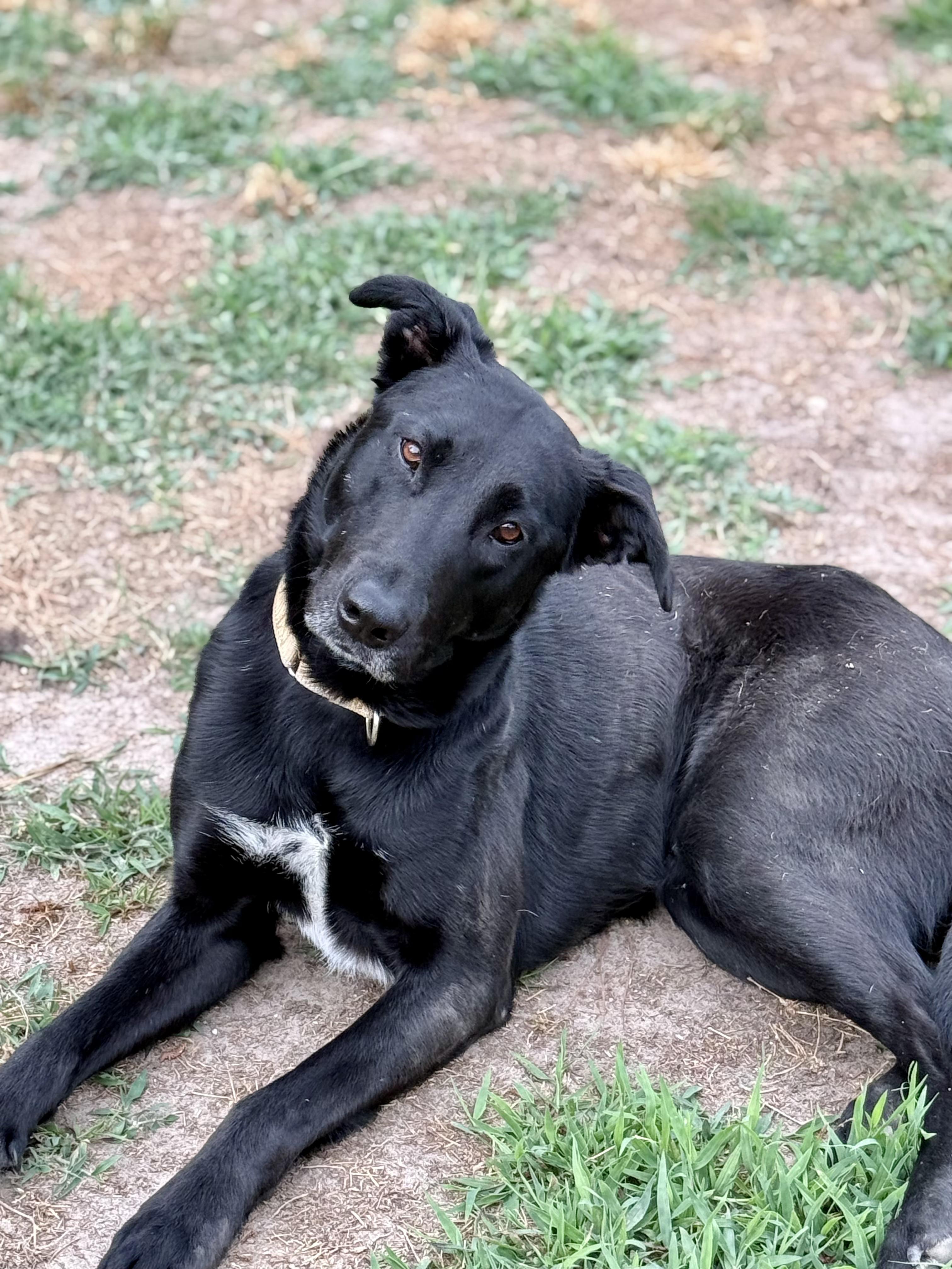 Velvet, ADOPTABLE, Adult Female Black Labrador Retriever.