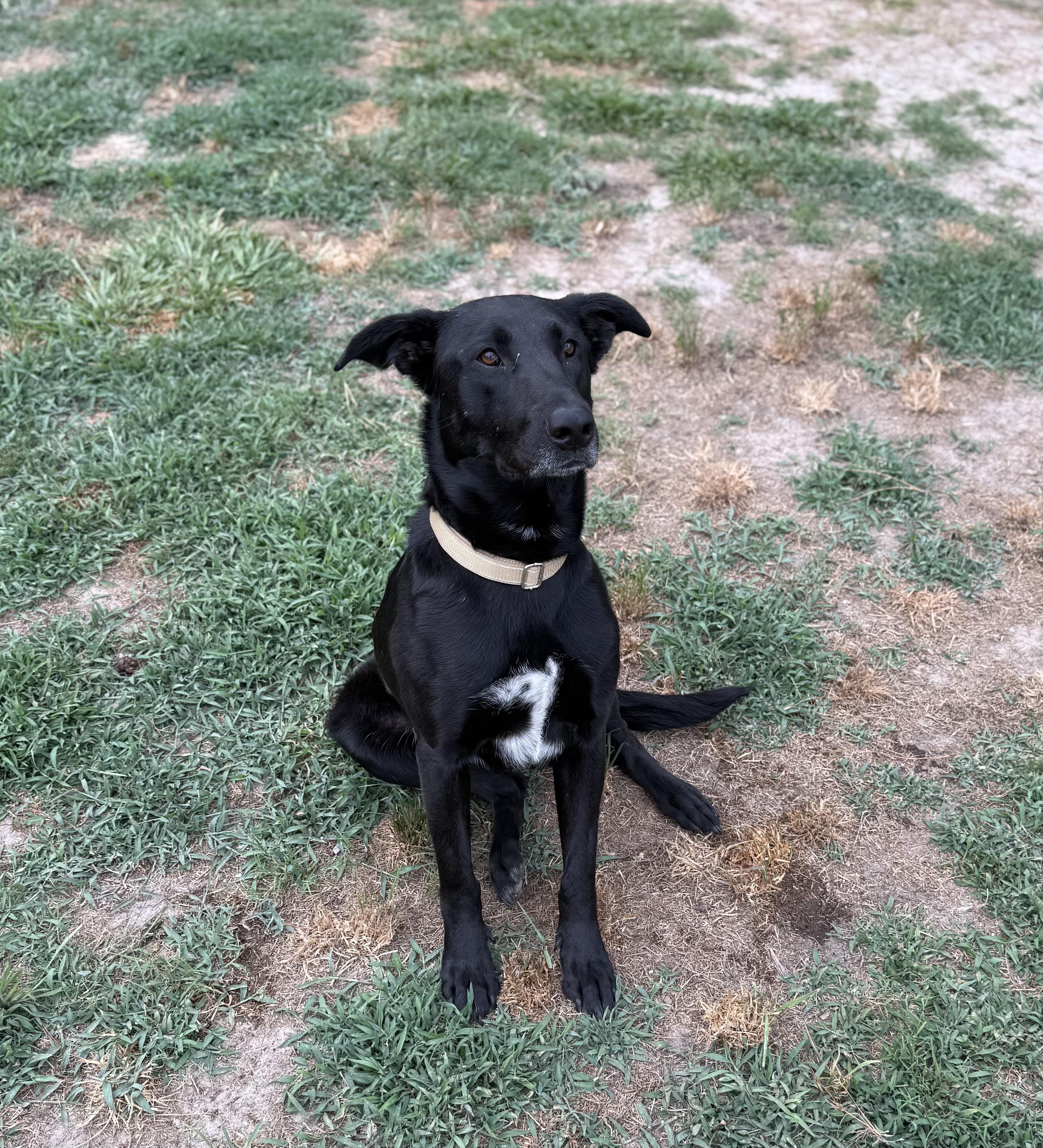 Enlarge Velvet, a ADOPTABLE mixed breed in Statesboro, GA image 2/3