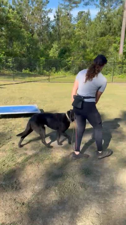 Enlarge Velvet, a ADOPTABLE mixed breed in Statesboro, GA video 3/3