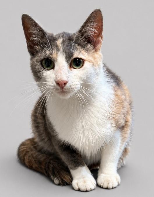 Fifi, Adopted, Kitten Female Domestic Short Hair.