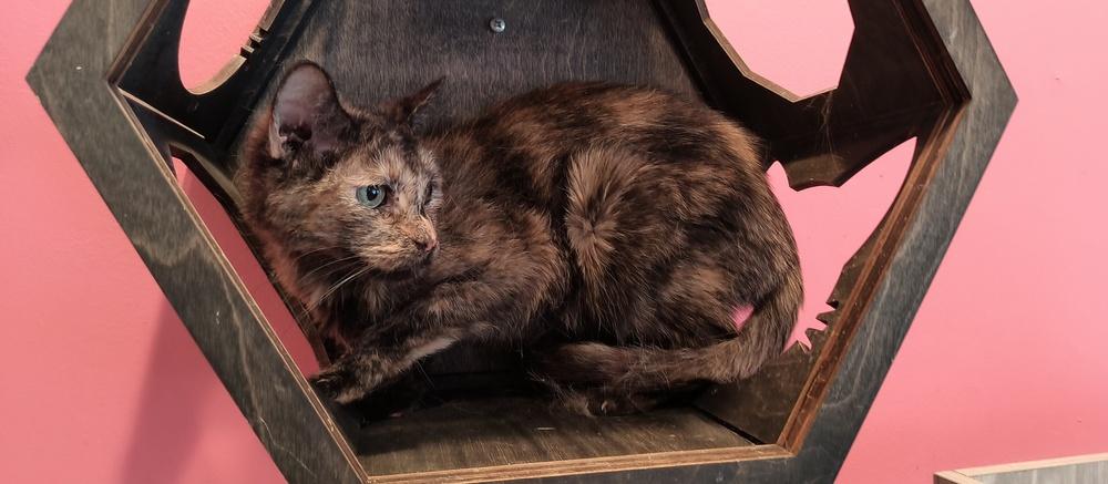 Enlarge Serena, a Adoptable Domestic Short Hair in Wheaton, IL image 1/2