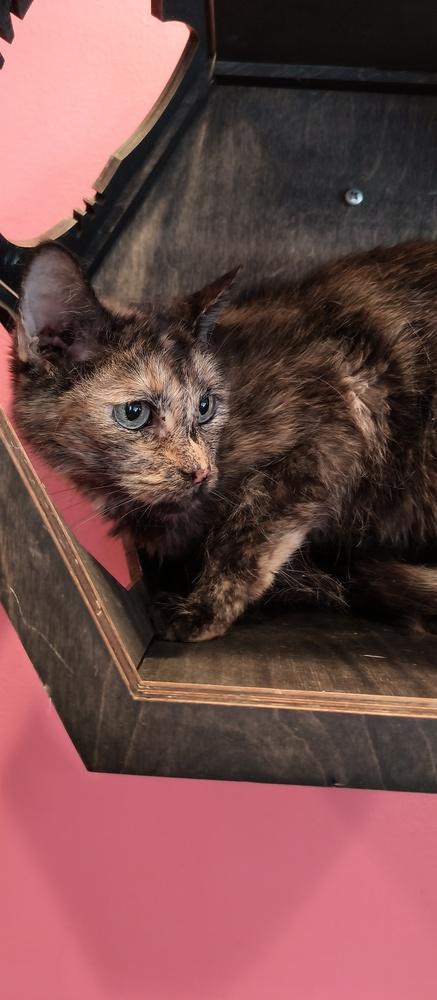 Enlarge Serena, a Adoptable Domestic Short Hair in Wheaton, IL image 2/2