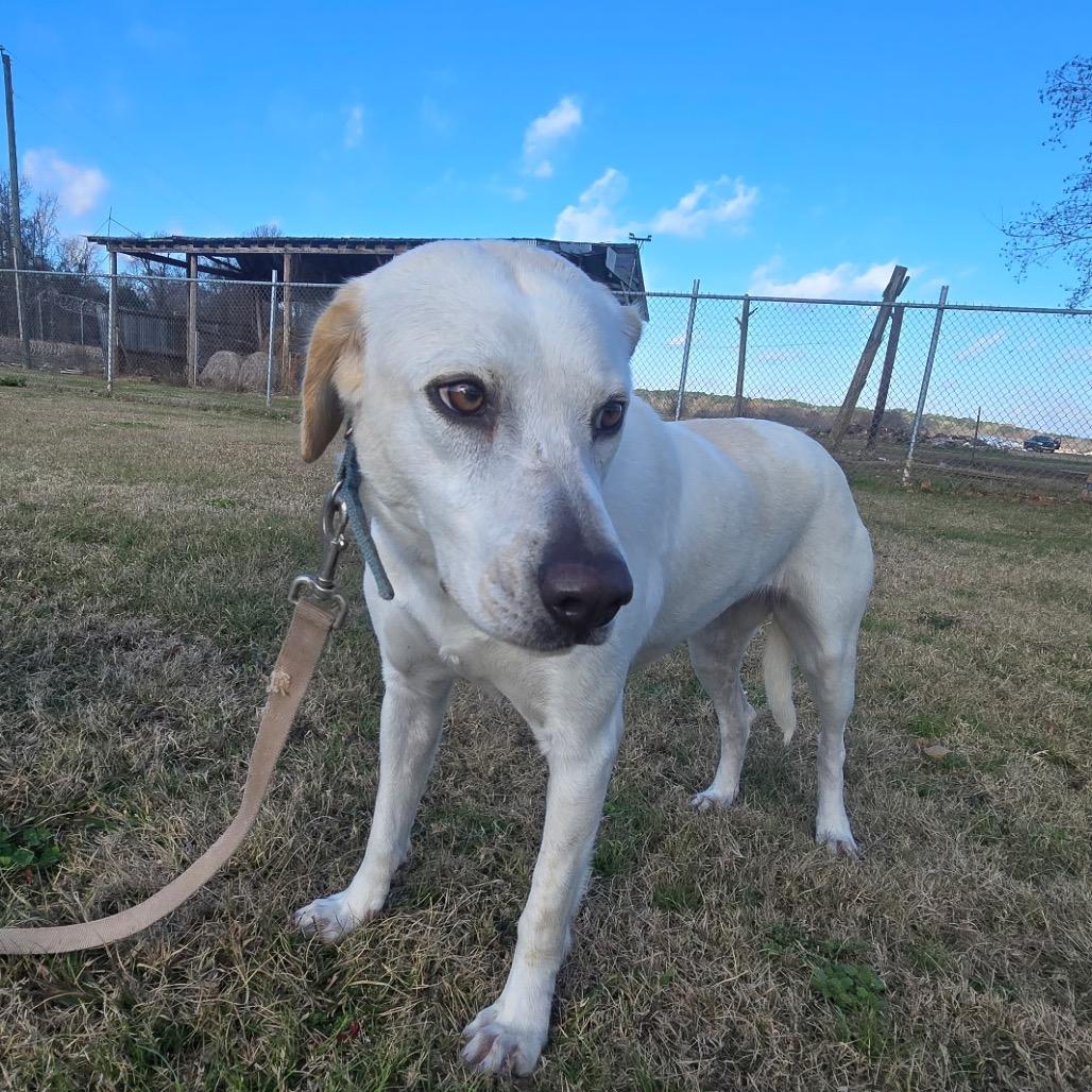 Shakira, Adoptable, Adult Female Great Pyrenees & Labrador Retriever.