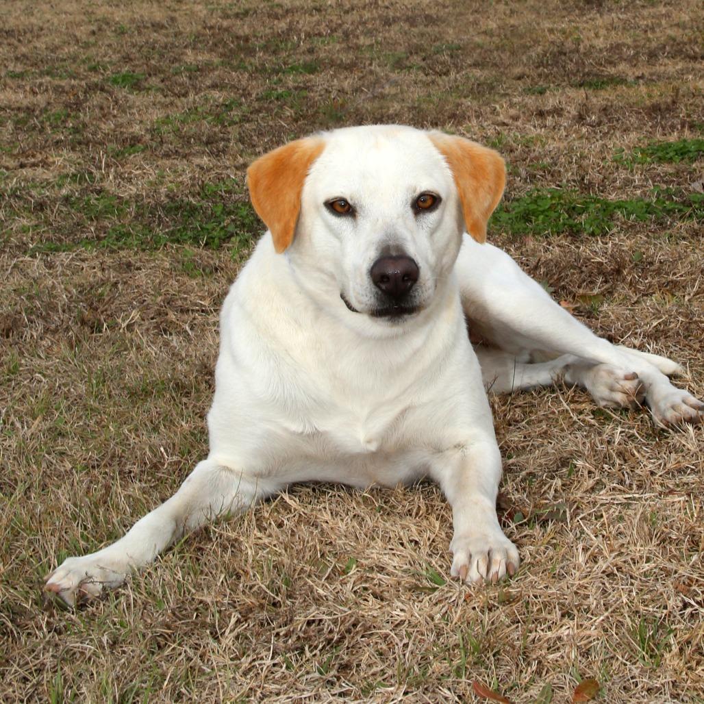 Enlarge Shakira, a Adoptable mixed breed in Natchitoches, LA image 2/6