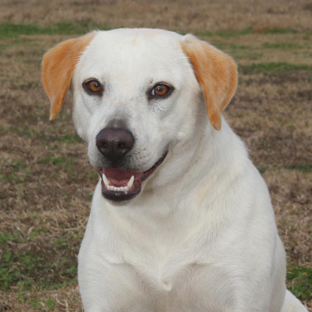 Enlarge Shakira, a Adoptable mixed breed in Natchitoches, LA image 3/6
