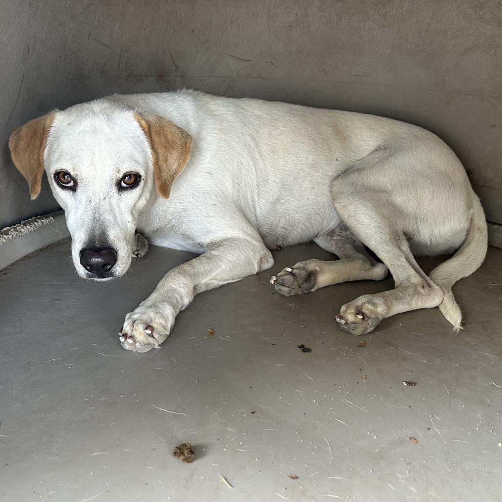 Enlarge Shakira, a Adoptable mixed breed in Natchitoches, LA image 4/6