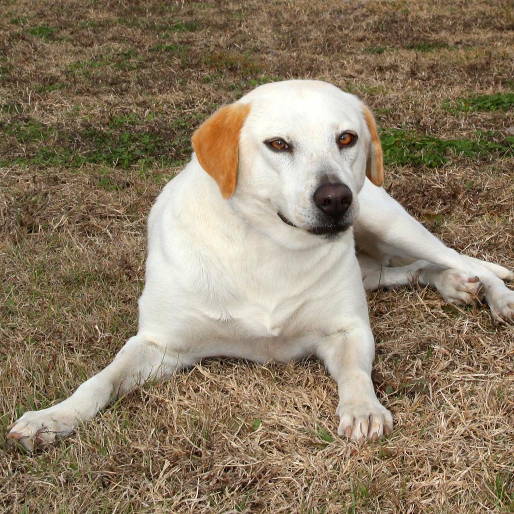 Enlarge Shakira, a Adoptable mixed breed in Natchitoches, LA image 5/6