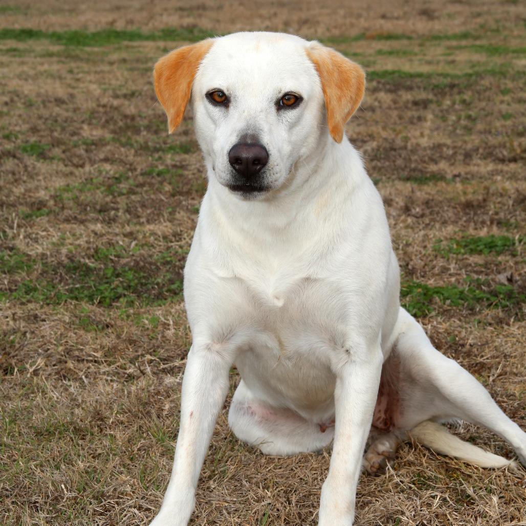 Enlarge Shakira, a Adoptable mixed breed in Natchitoches, LA image 6/6
