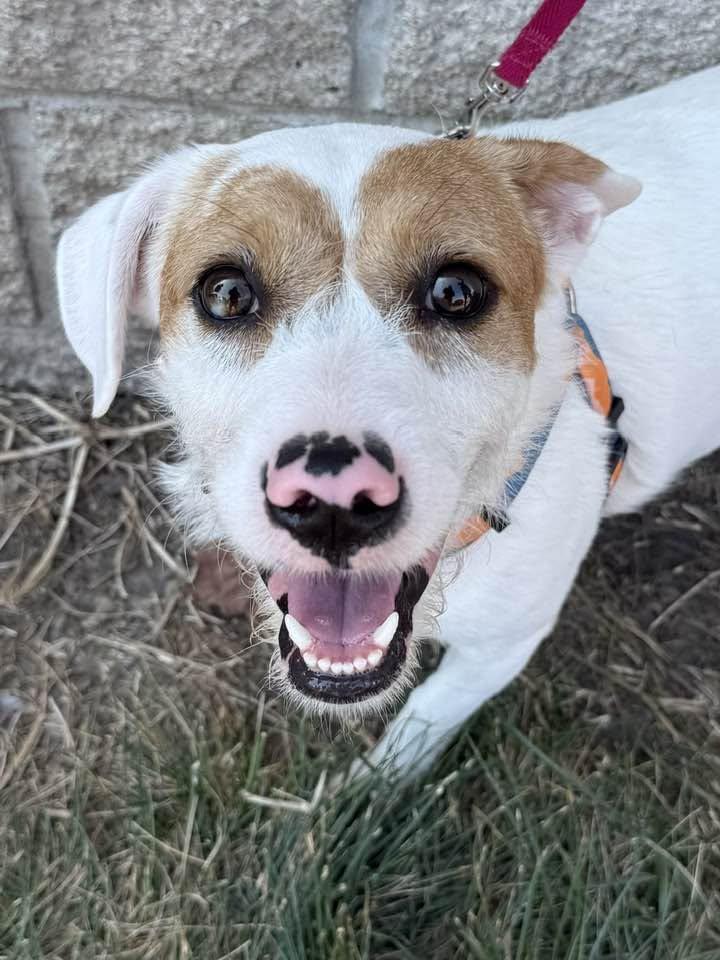 Lilly Rose, Adopted, Adult Female Beagle & Terrier.