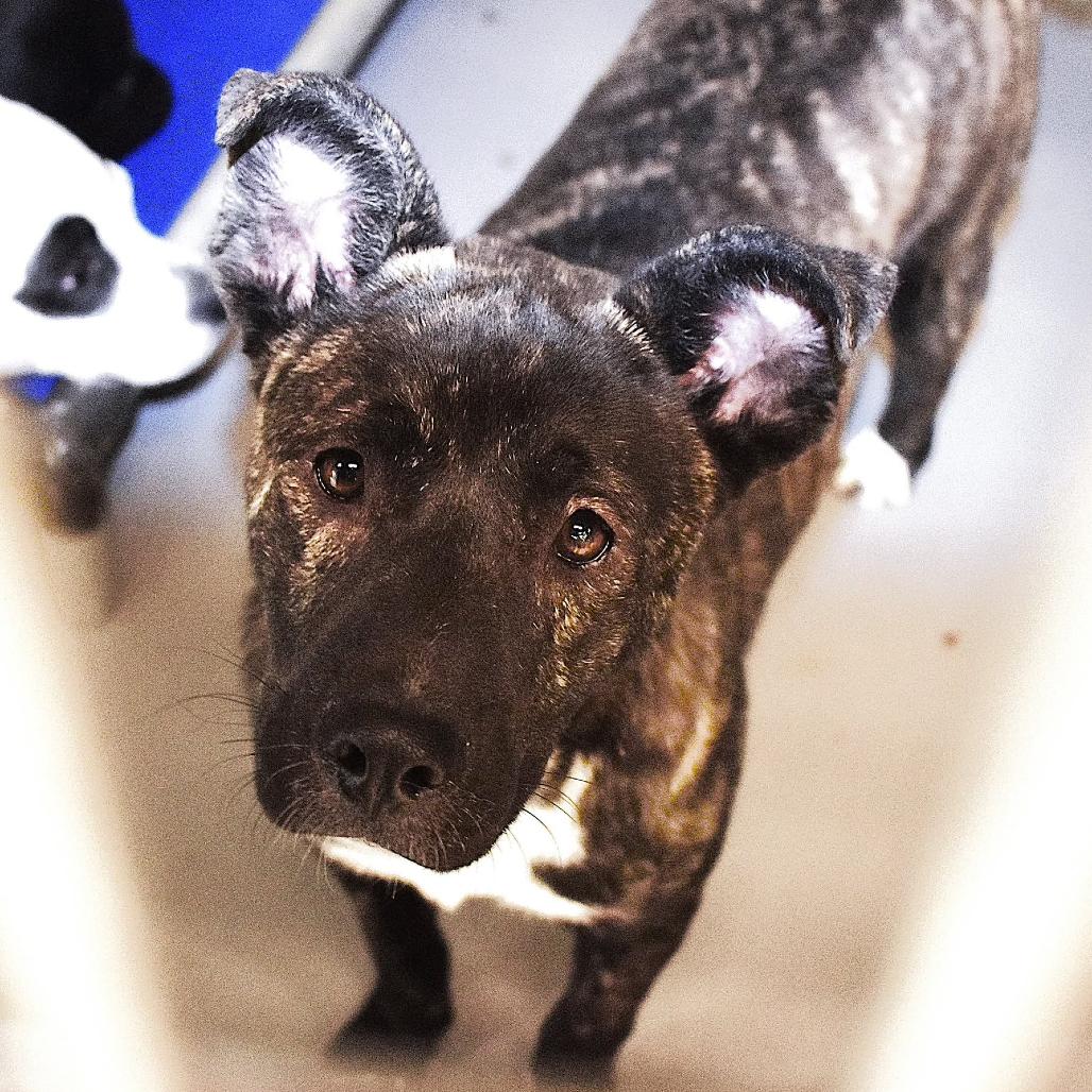 Captain Marvel, a Adoptable mixed breed in San Jacinto, CA image 1/4