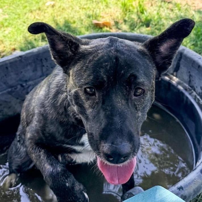 Enlarge Captain Marvel, a Adoptable mixed breed in San Jacinto, CA image 2/6