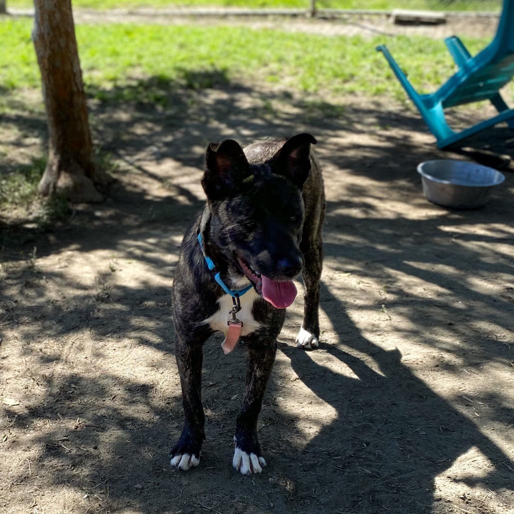 Captain Marvel, a Adoptable mixed breed in San Jacinto, CA image 2/4