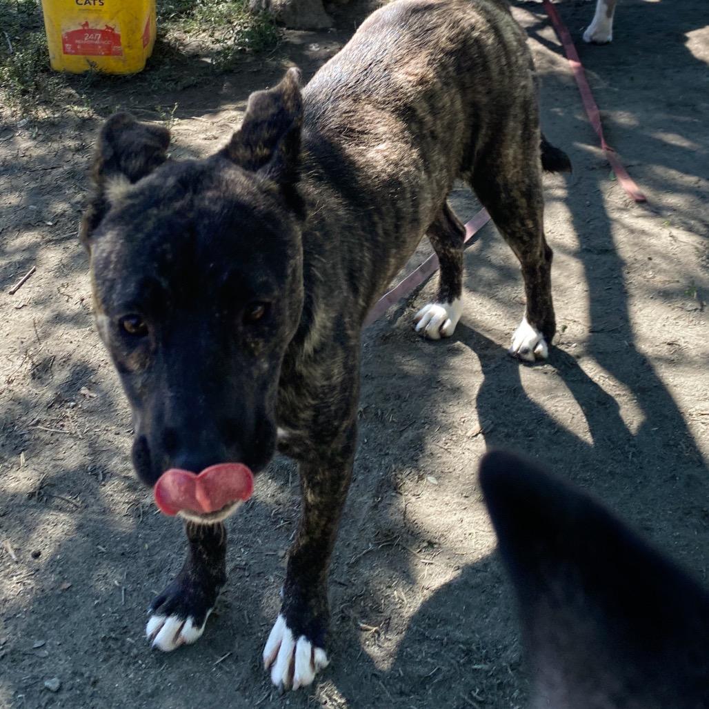 Captain Marvel, a Adoptable mixed breed in San Jacinto, CA image 4/4