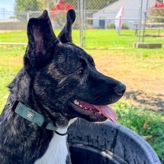 Enlarge Captain Marvel, a Adoptable mixed breed in San Jacinto, CA image 6/6