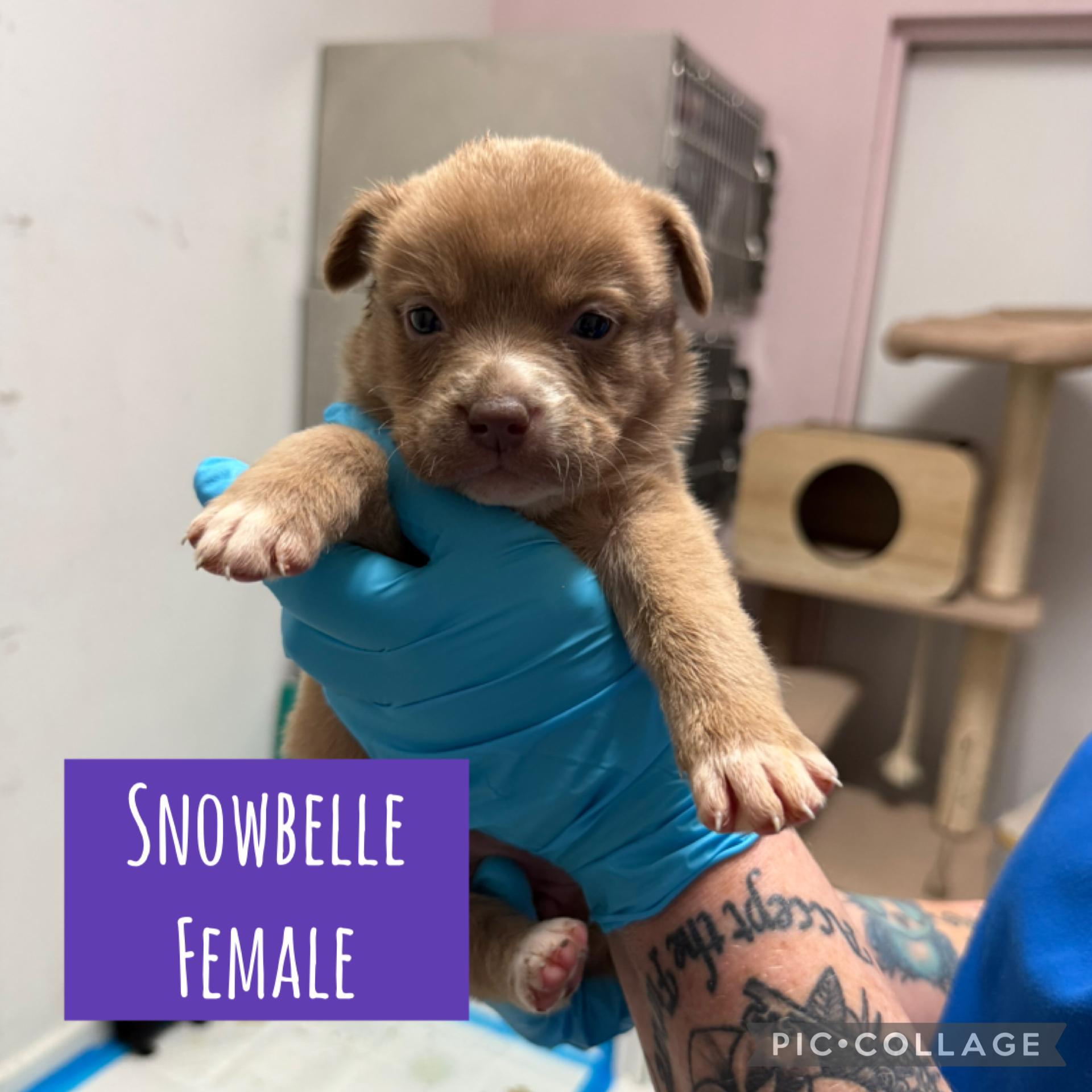 Enlarge Holiday Puppies (Ready Dec 31!) female , a Adoptable Mixed Breed in Nashua, NH image 5/5