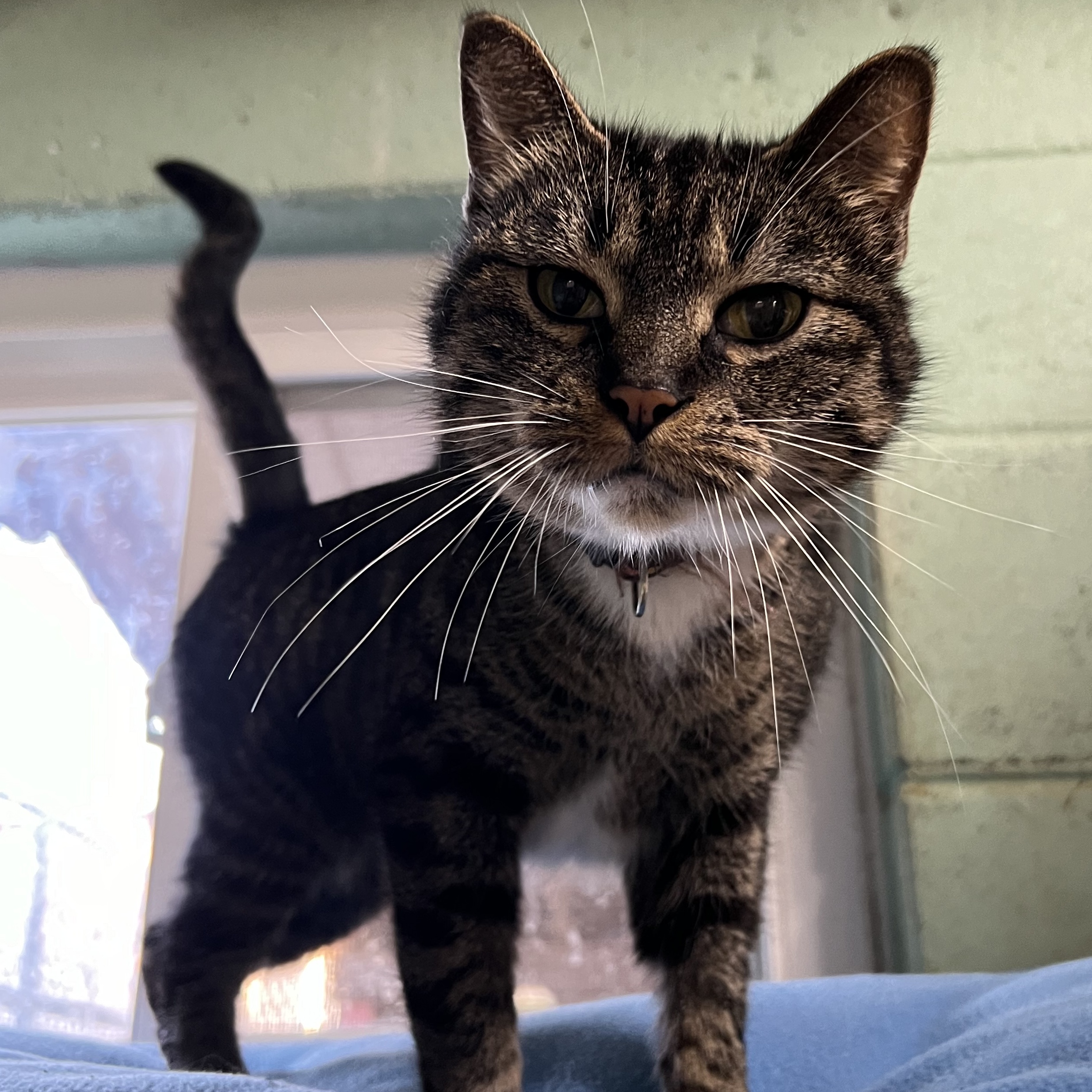 Emmy, Adoptable, Young Female Domestic Short Hair.