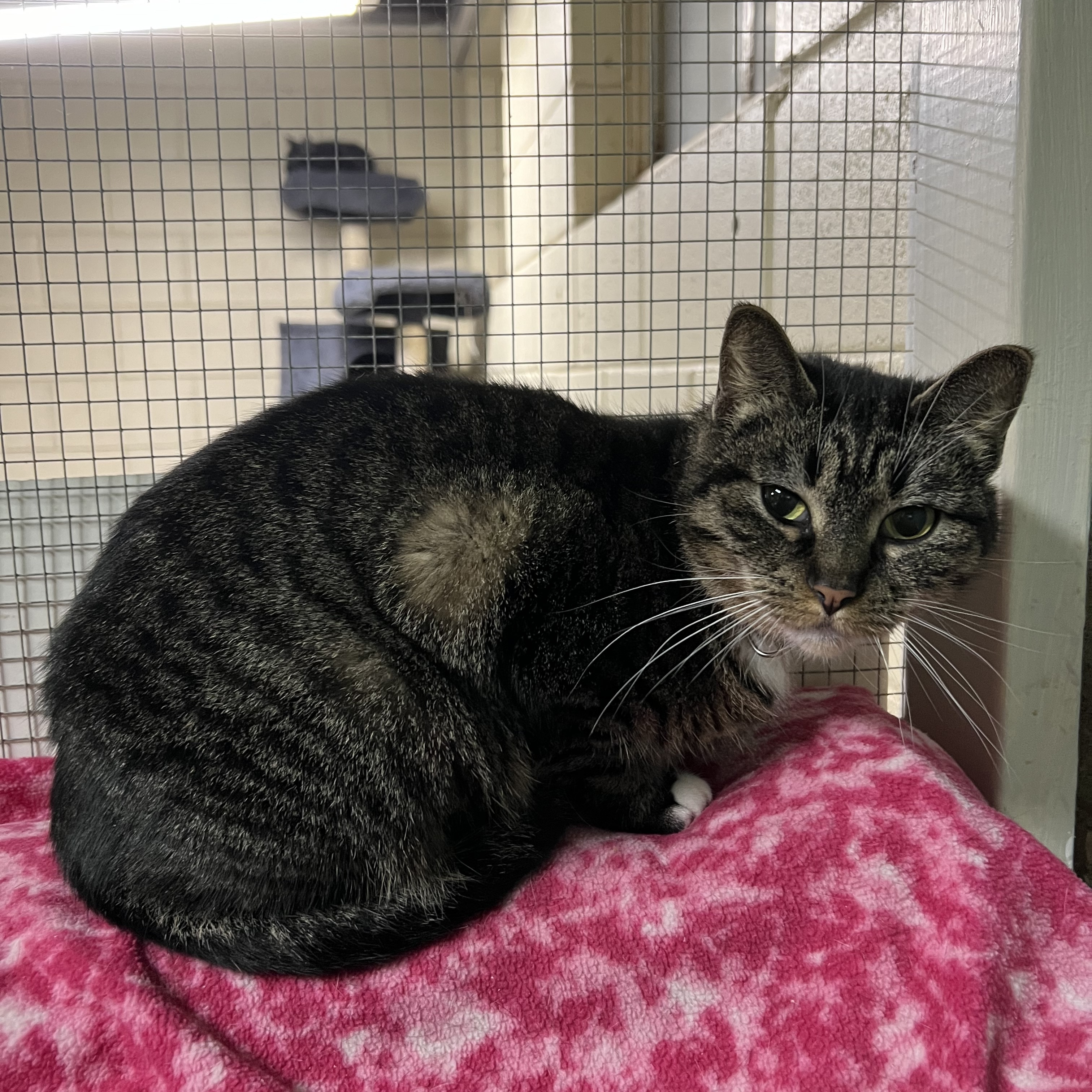 Emmy, a Adoptable mixed breed in Spencer, IA image 2/2