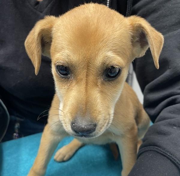 Enlarge Sarah, a Adoptable mixed breed in Escondido, CA image 1/1