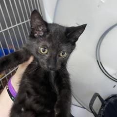 Enlarge Cricket, a Adoptable Domestic Short Hair in Marble, NC image 1/1