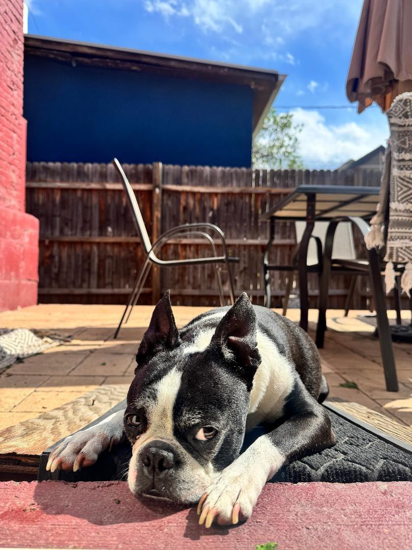 Oreo in CO, a ADOPTABLE Boston Terrier in Littleton, CO image 5/6