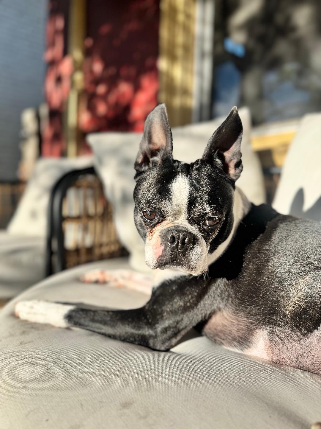 Oreo in CO, a ADOPTABLE Boston Terrier in Littleton, CO image 2/6