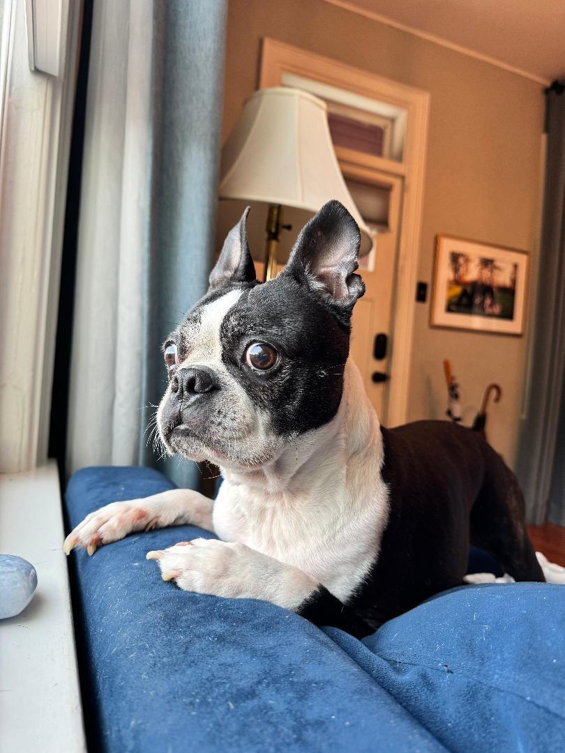 Oreo in CO, ADOPTABLE, Adult Male Boston Terrier.
