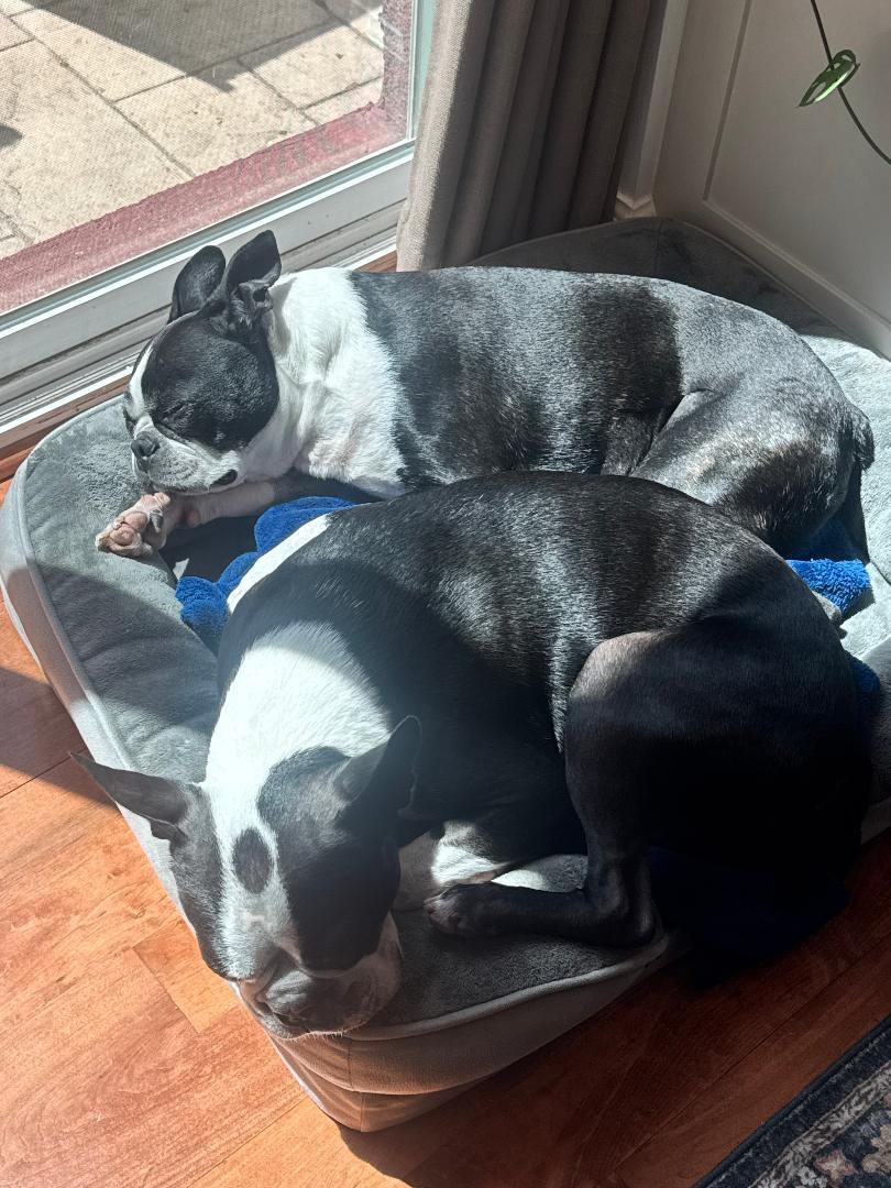 Oreo in CO, a ADOPTABLE Boston Terrier in Littleton, CO image 6/6