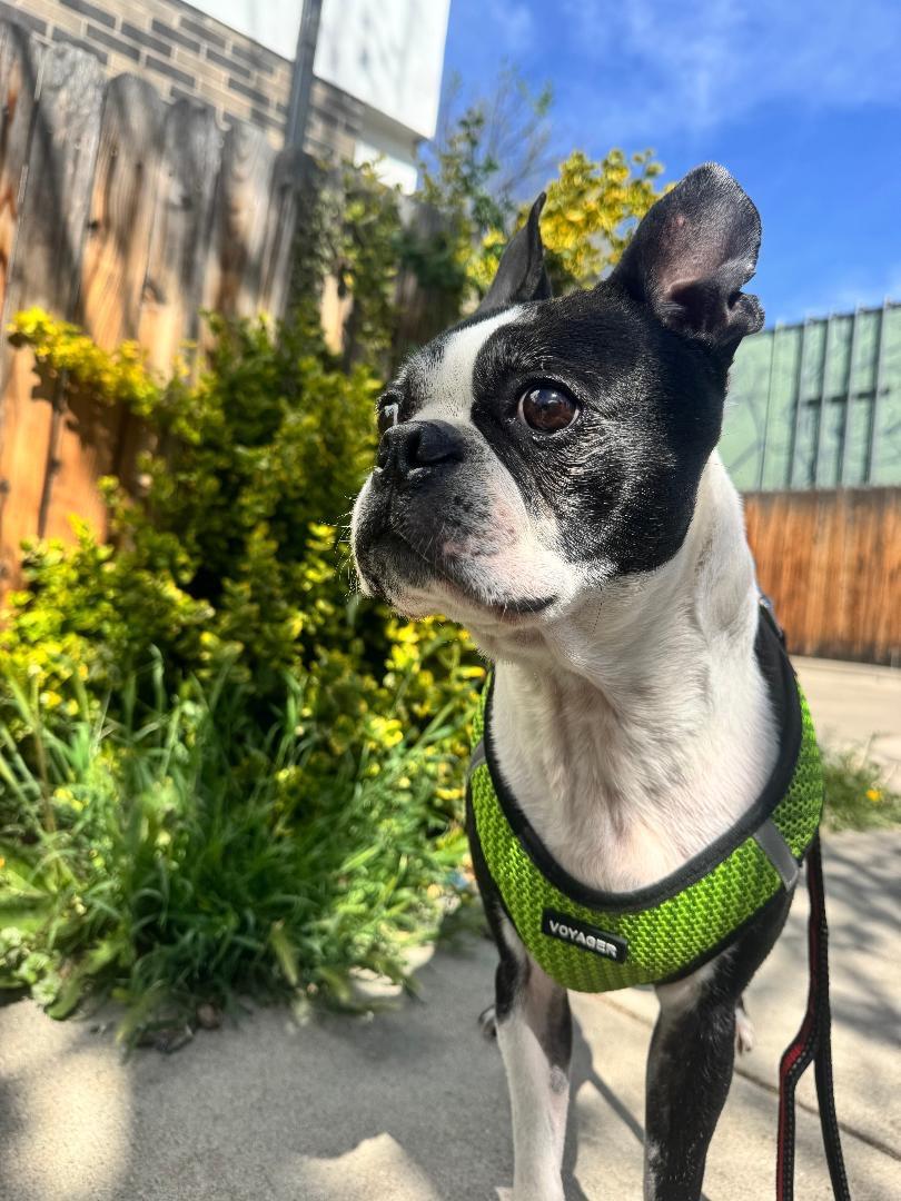 Oreo in CO, a ADOPTABLE Boston Terrier in Littleton, CO image 3/6