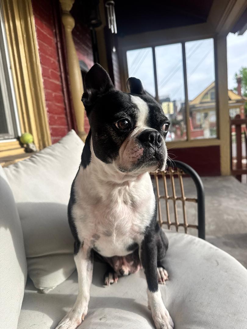 Oreo in CO, a ADOPTABLE Boston Terrier in Littleton, CO image 4/6