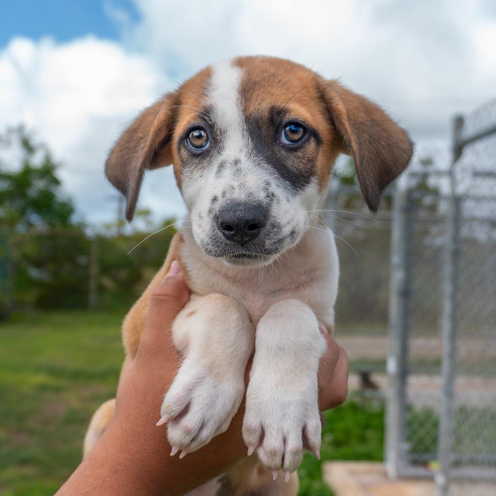 Enlarge Brook, a Adoptable mixed breed in Mangilao, GU image 1/3