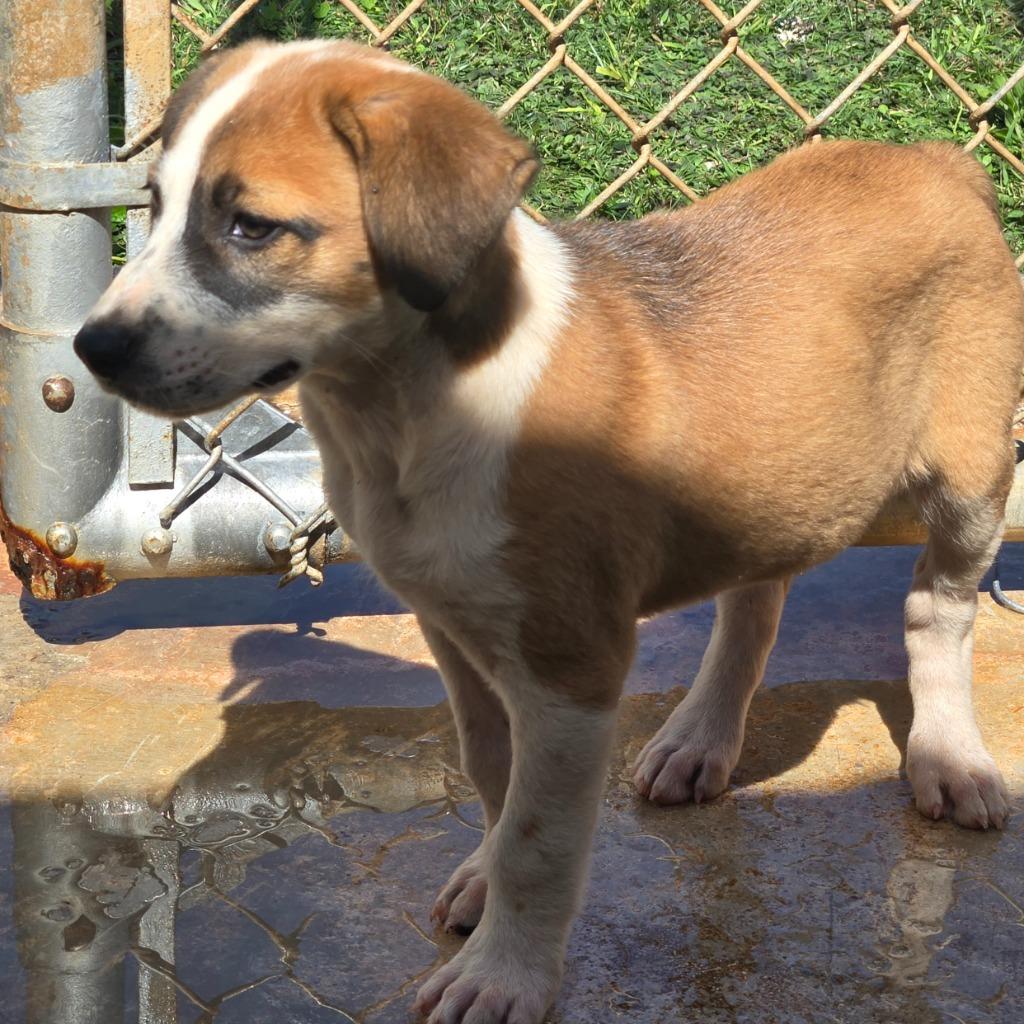 Enlarge Brook, a Adoptable mixed breed in Mangilao, GU image 2/3