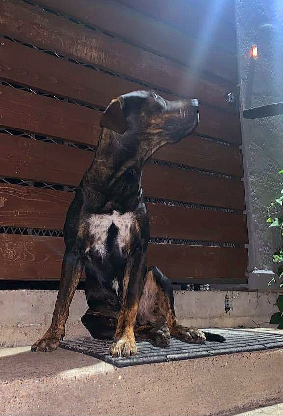 FRIJOL (Mr. Bean), Adopted, Adult Male Catahoula Leopard Dog & Pit Bull Terrier.