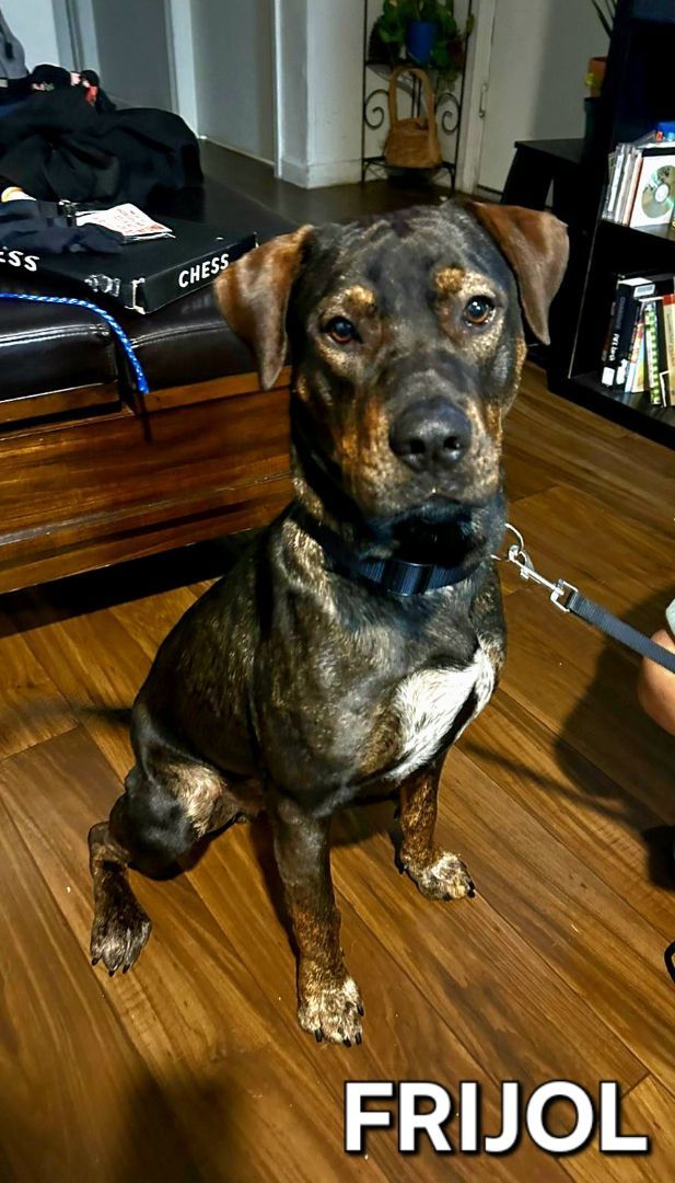 FRIJOL (Mr. Bean), a Adopted mixed breed in New Britain , CT image 2/6