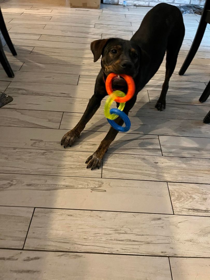 FRIJOL (Mr. Bean), a Adopted mixed breed in New Britain , CT image 4/6