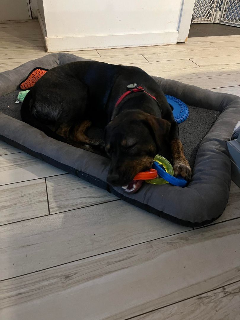 FRIJOL (Mr. Bean), a Adopted mixed breed in New Britain , CT image 5/6