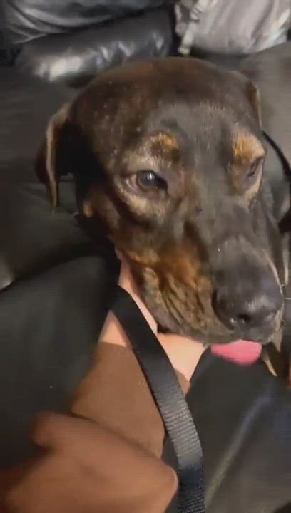 Enlarge FRIJOL (Mr. Bean), a Adopted mixed breed in New Britain , CT video 6/6