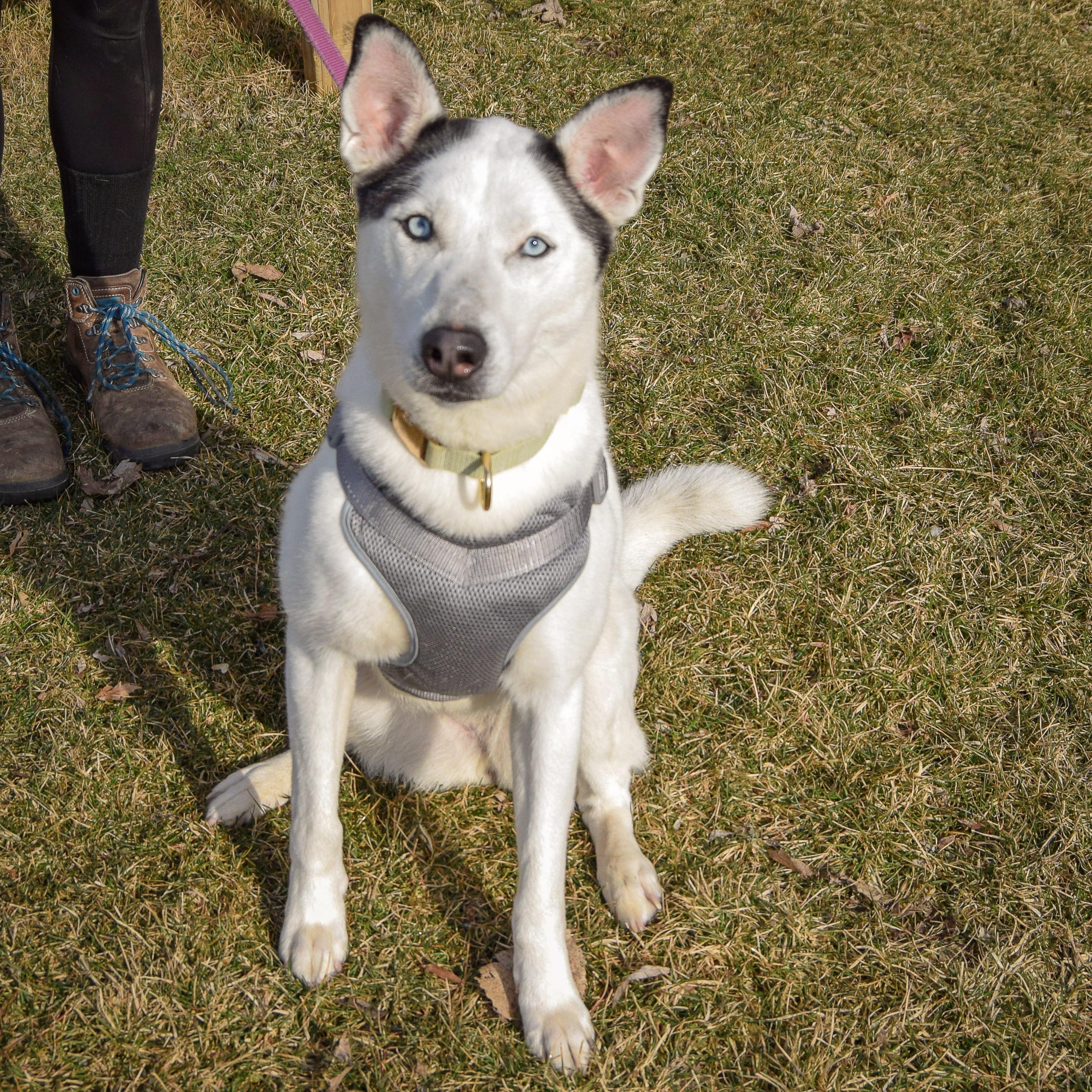 Ripley, an adoptable mixed breed in Huntley, IL image 3/5