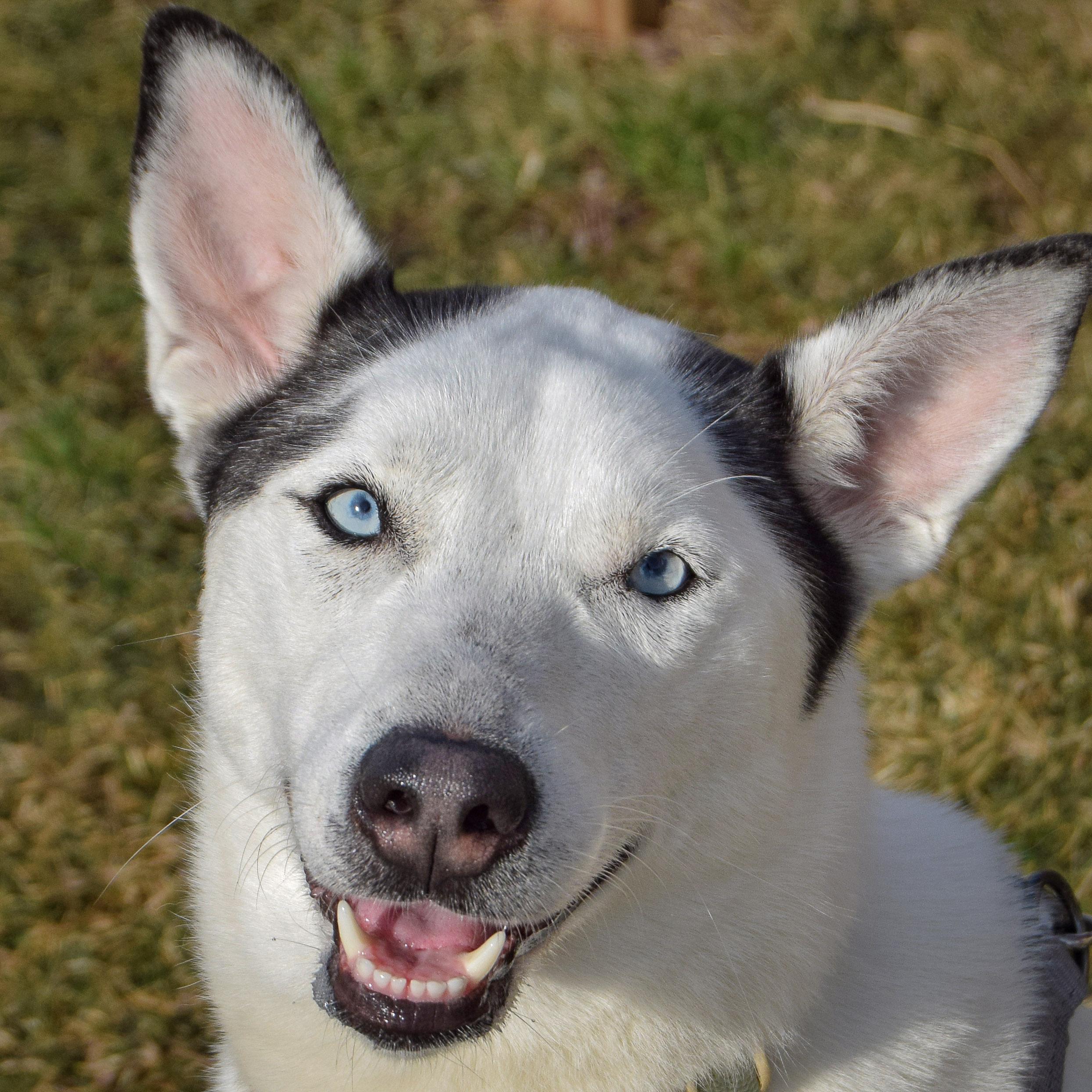 Ripley, an adoptable mixed breed in Huntley, IL image 1/5