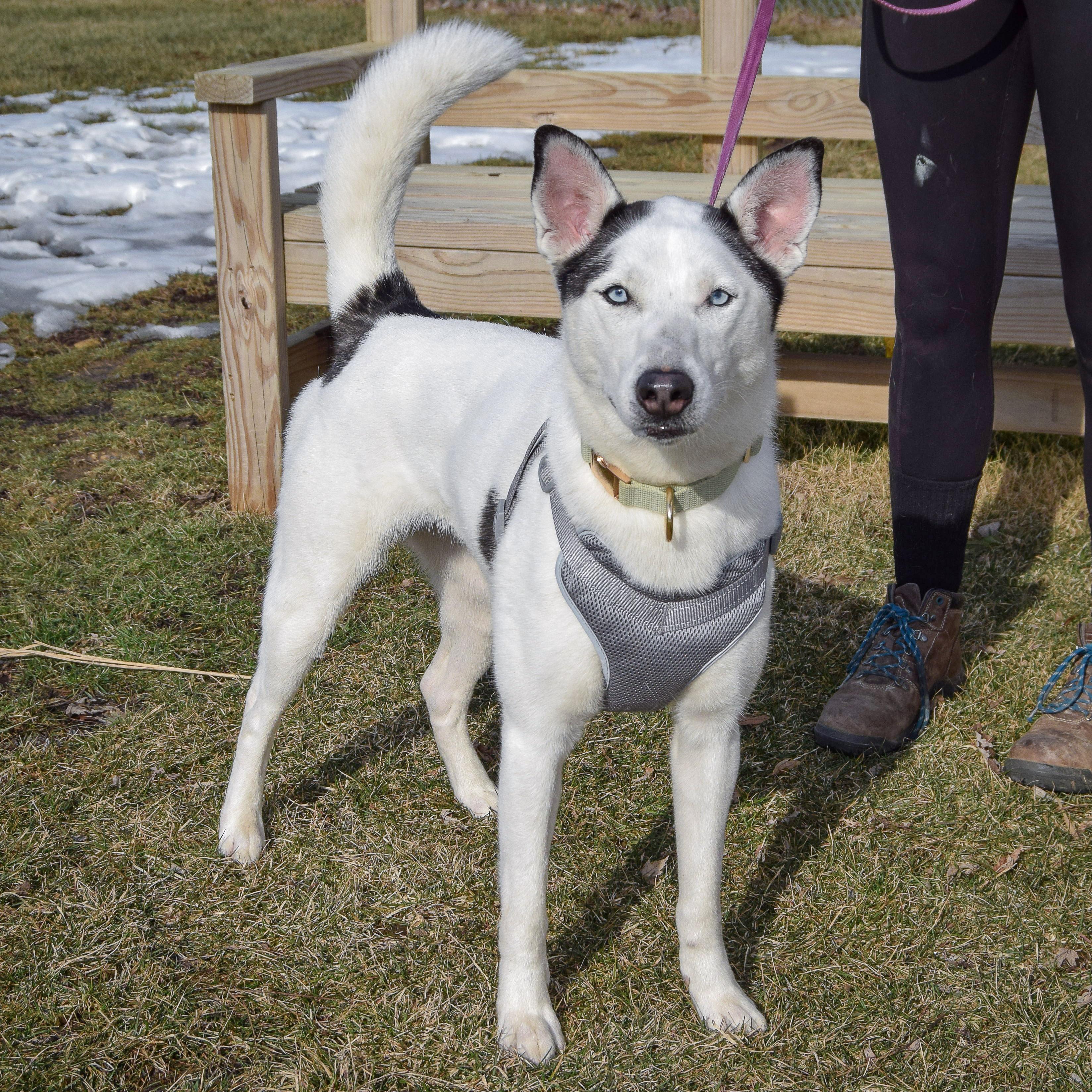 Ripley, an adoptable mixed breed in Huntley, IL image 4/5