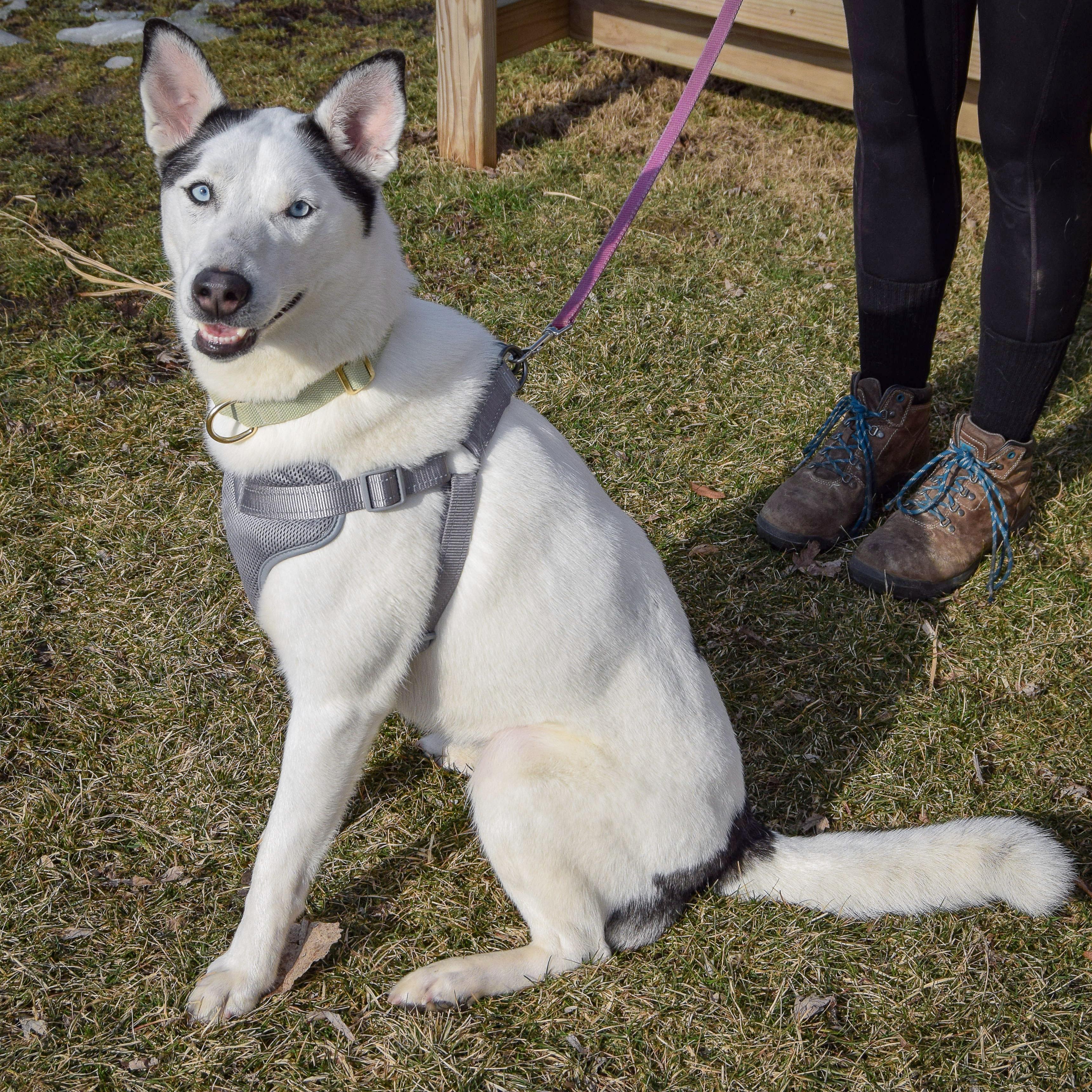 Ripley, an adoptable mixed breed in Huntley, IL image 5/5