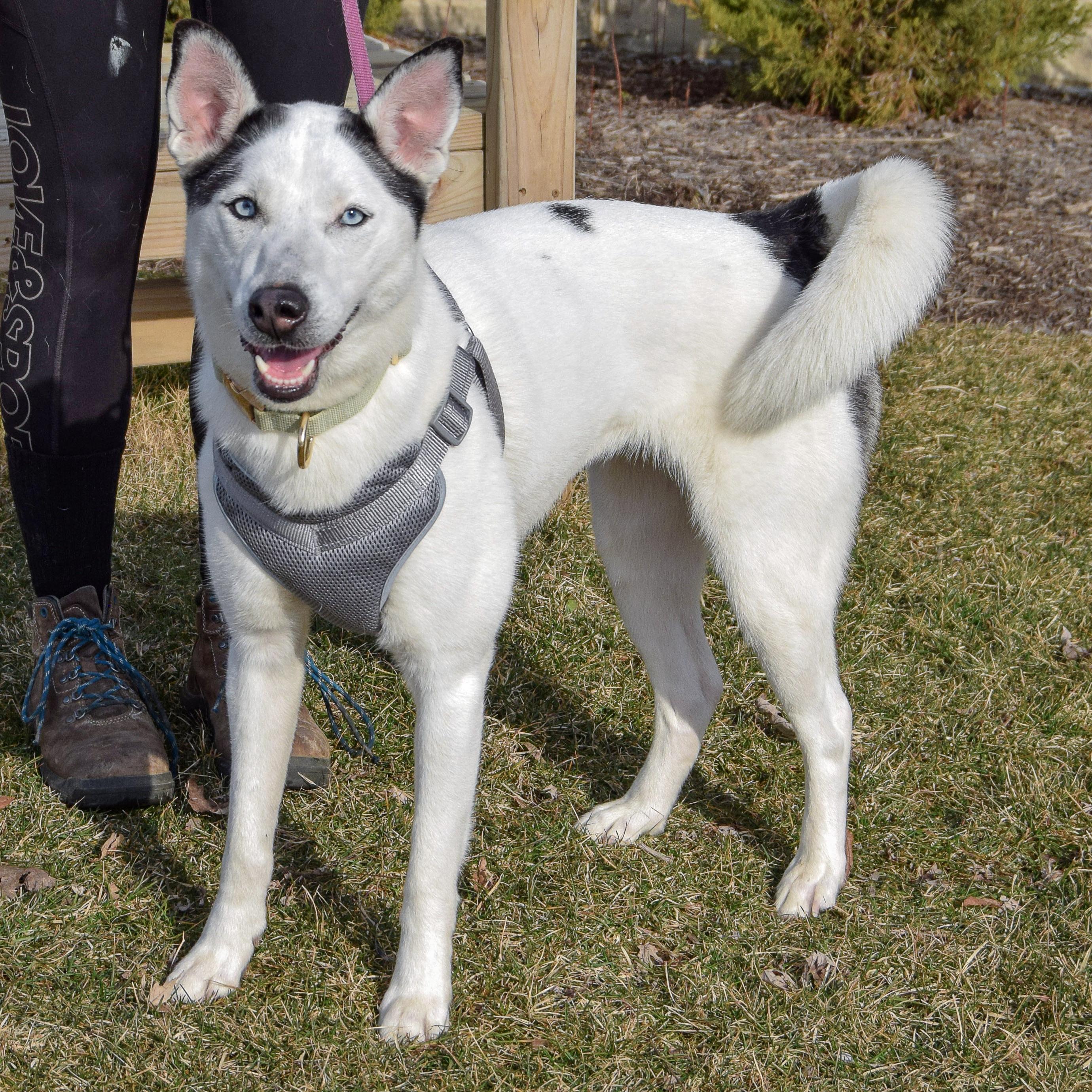 Ripley, an adoptable mixed breed in Huntley, IL image 2/5