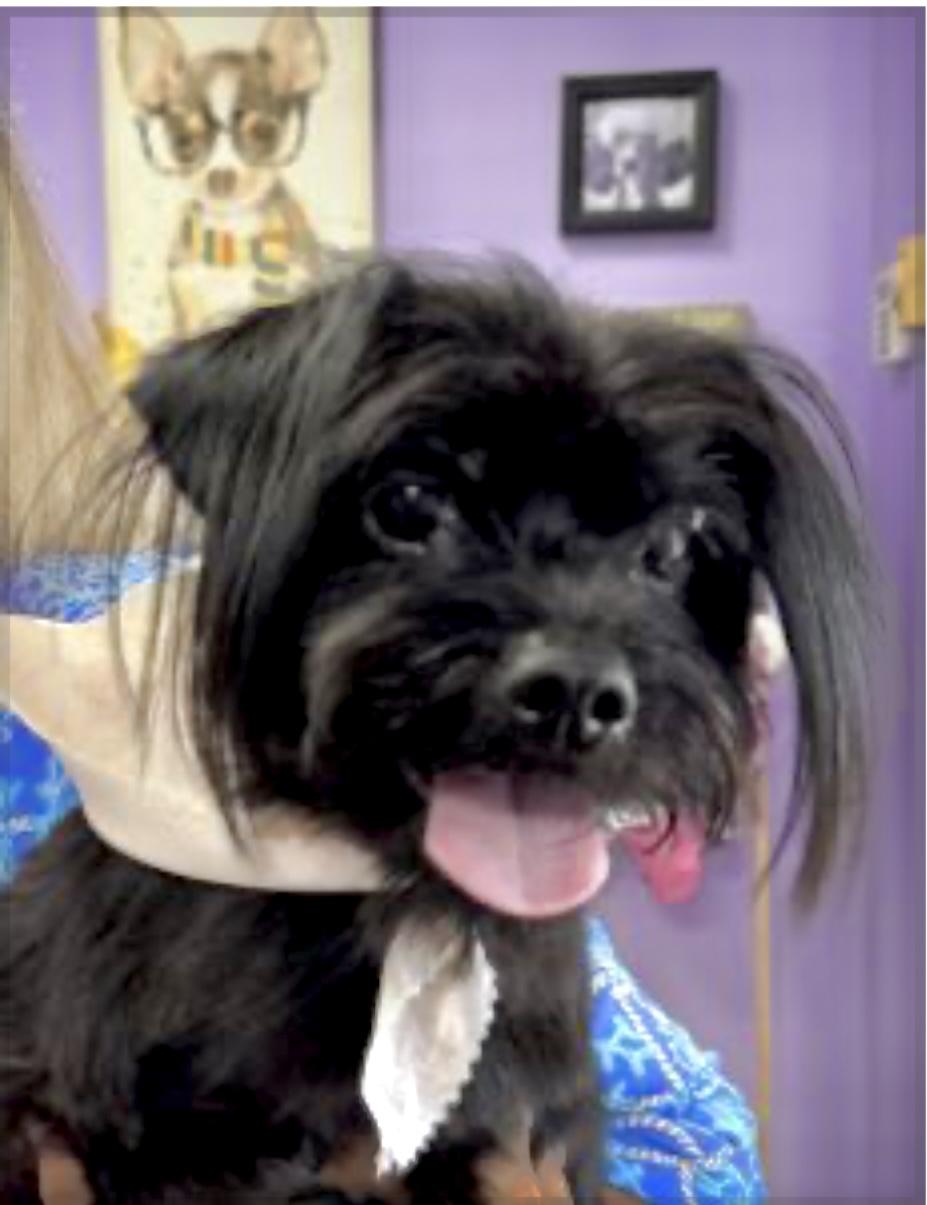 Enlarge Helga, an adopted mixed breed in Chesapeake, VA image 1/1